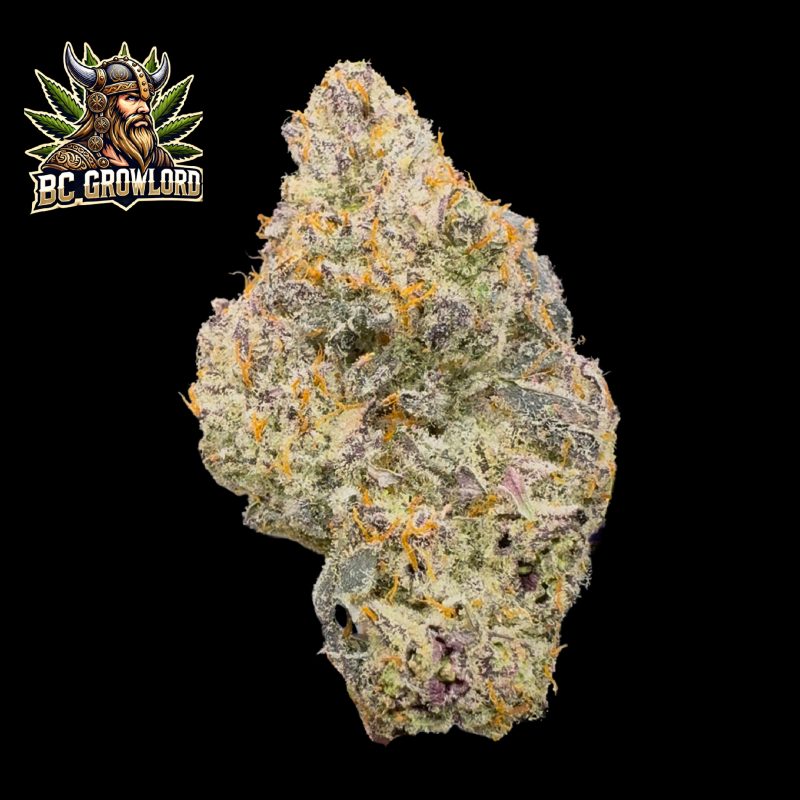 Blue Lobster • BC Growlord
